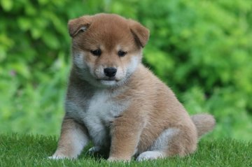 柴犬(標準サイズ)【三重県・女の子・2020年3月29日・赤】の写真「父日保賞歴多数母ＪＫＣＣＨの名血！！」