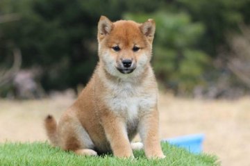 柴犬(標準サイズ)【三重県・女の子・2017年1月22日・赤】の写真「小振りで性格可愛い子です。」