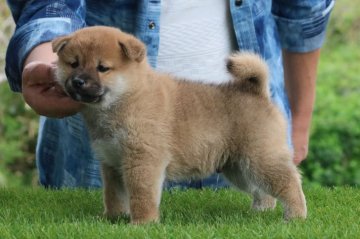 柴犬(標準サイズ)【三重県・男の子・2020年2月12日・赤】の写真「頭部のしっかりした男の子」