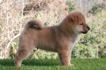 柴犬(標準サイズ)【三重県・男の子・2019年12月20日・赤】の写真「父犬日保賞歴多数母緑桜錦直娘の名血‼️」