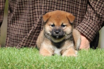 柴犬(標準サイズ)【三重県・男の子・2019年1月28日・赤】の写真「骨量豊かでマズルの太い男の子」