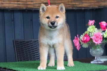 柴犬(標準サイズ)【三重県・女の子・2020年7月23日・赤】の写真「目鼻色素濃い凛々しい女の子！！」