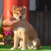 柴犬(標準サイズ)【三重県・男の子・2022年12月22日・赤】の写真1「2月26日撮影」