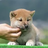 柴犬(標準サイズ)【三重県・男の子・2022年7月7日・赤】の写真1「８/２０撮影」