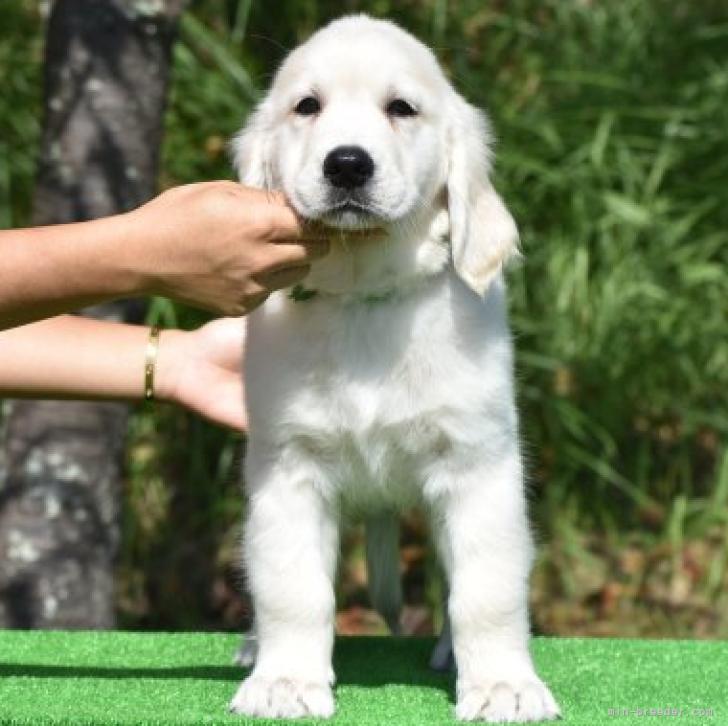 ゴールデンレトリバー 三重県 男の子 22年7月17日 ゴールド 白い気品のある子犬 みんなのブリーダー 子犬id 29