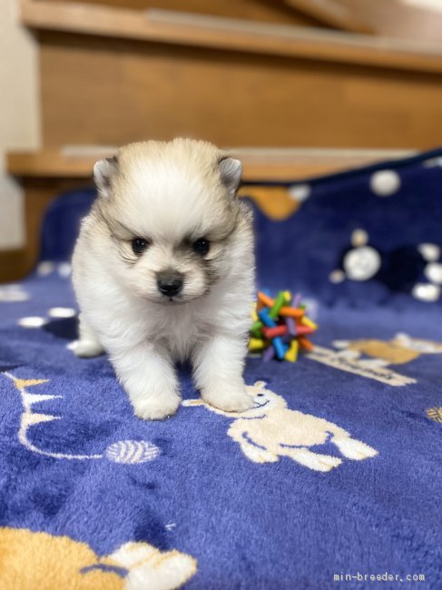 ポメラニアン 男の子 パーティ 02 01生まれ 三重県 子犬id 03 目がぱっちり もふもふ男の子 みんなのブリーダー