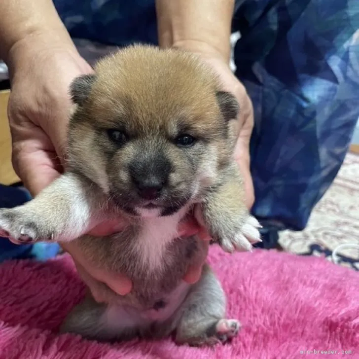 べら 様のお迎えした子犬