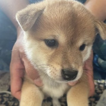 柴犬(豆柴)【福岡県・女の子・2023年8月10日・赤】の写真「豆柴の女の子」