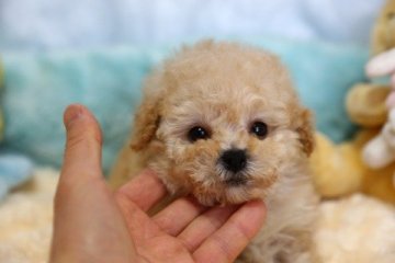 トイプードル(タイニー)【埼玉県・女の子・2017年1月28日・アプリコット】の写真「お鼻が詰まって可愛いです♪」