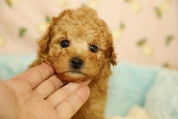 トイプードル(トイ)【埼玉県・男の子・2019年11月26日・アプリコット】の写真「少し大きめ！でも可愛い男の子です！」