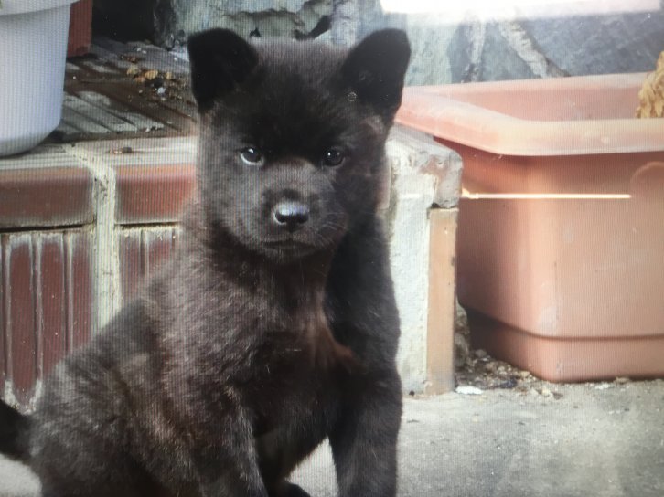 甲斐犬 徳島県 女の子 16年9月12日 中虎または黒虎予想です 良血統の子犬です 姉妹もいます みんなのブリーダー 子犬id 1610