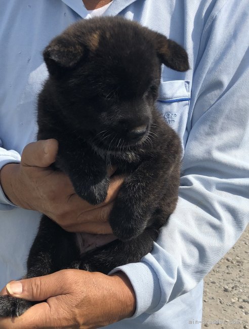 日本犬が飼いたい 日本犬の種類と飼い方のポイント みんなのブリーダー