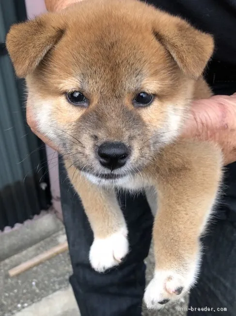 柴犬(標準サイズ)【徳島県・女の子・2019年6月25日・茶色】の写真1