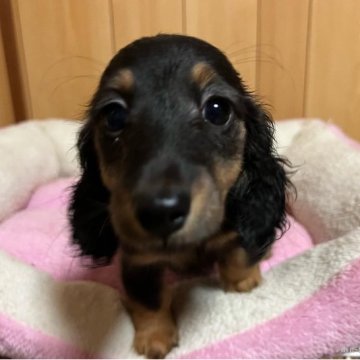 ミニチュアダックスフンド(ロング)【宮城県・女の子・2022年3月26日・ブラックタン】の写真「小ぶりですが、元気で明るい子」