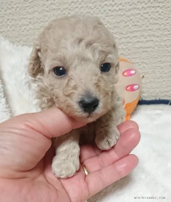 mija 様のお迎えした子犬