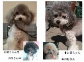 トイプードル(トイ)【北海道・男の子・2019年9月28日・プラチナシルバー】の写真4「お爺ちゃん🐩プラチナシルバーです。」