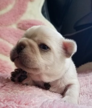 フレンチブルドッグ【青森県・男の子・2019年7月31日・クリーム】の写真「良血統の男の子🎶」