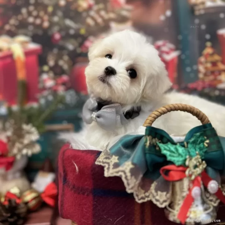 みいちゃん 様のお迎えした子犬