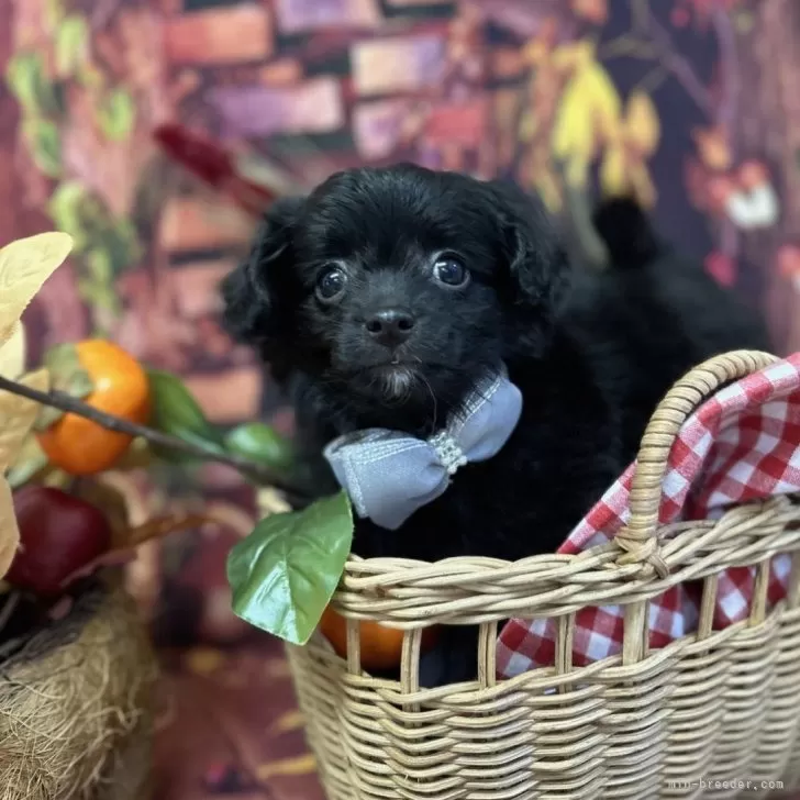 Y.Ｉ 様のお迎えした子犬