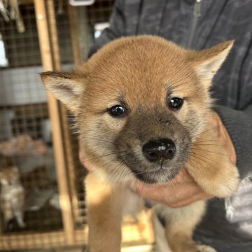 柴犬(標準サイズ)【北海道・男の子・2024年10月3日・赤色】の写真「ぷくぷくでとても可愛い男の子」