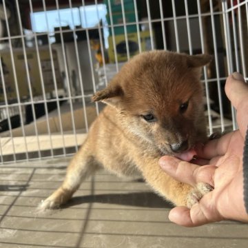 柴犬(標準サイズ)【北海道・男の子・2024年10月3日・赤色】の写真「キリッとした男の子」