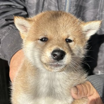 柴犬(標準サイズ)【北海道・男の子・2024年10月3日・赤色】の写真「1番大きな男の子」