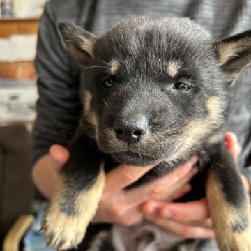 北海道犬【北海道・男の子・2024年11月22日・黒褐色】の写真「つぶらな瞳」