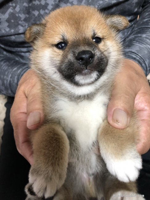 柴犬 標準サイズ 男の子 赤毛 08 17生まれ 北海道 子犬id 09 母親性格 おとなしい 父親チャンピオン みんなのブリーダー