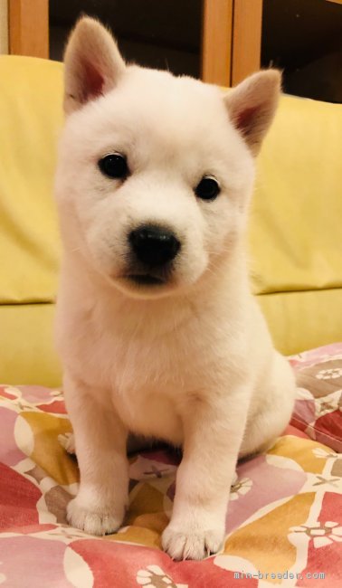 北海道犬 北海道 女の子 年12月1日 白 真っ白な北海道犬 可愛いですよ みんなのブリーダー 子犬id 12