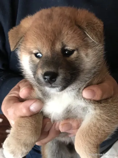 柴犬(標準サイズ)【北海道・女の子・2018年12月8日・赤毛】の写真1