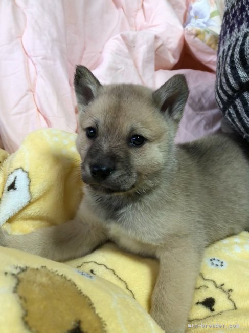 北海道犬 北海道 女の子 年11月29日 狼灰色 珍しい狼灰色の北海道犬 可愛いですよ みんなのブリーダー 子犬id 12