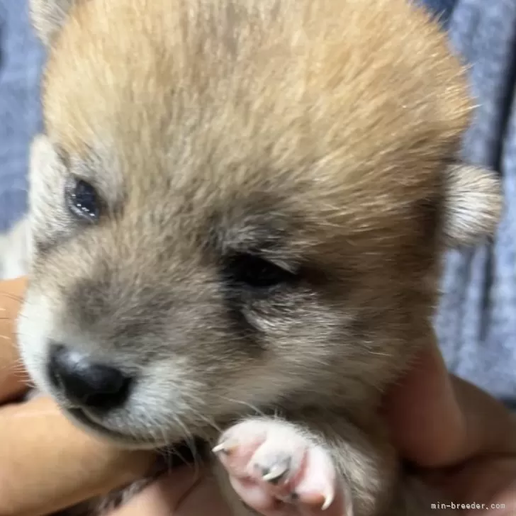 柴犬(標準サイズ)【北海道・男の子・2024年10月3日・赤色】の写真1「3頭の中で1番大きい男の子です。」