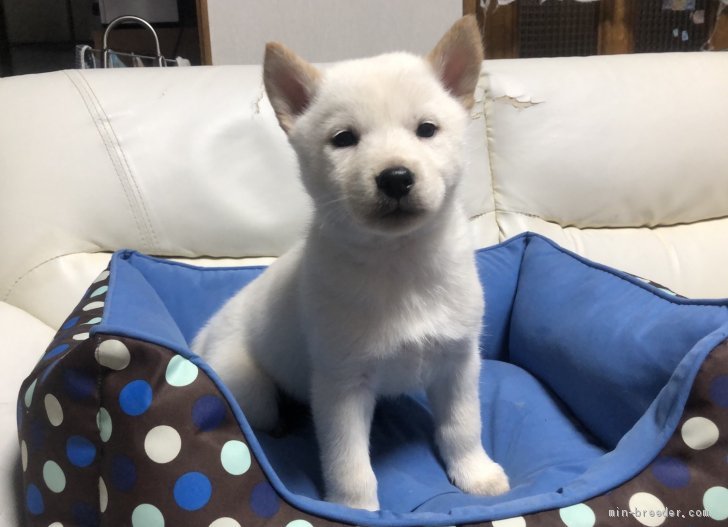 北海道犬 北海道 女の子 年11月22日 白 真っ白な北海道犬 可愛いですよ みんなのブリーダー 子犬id 12