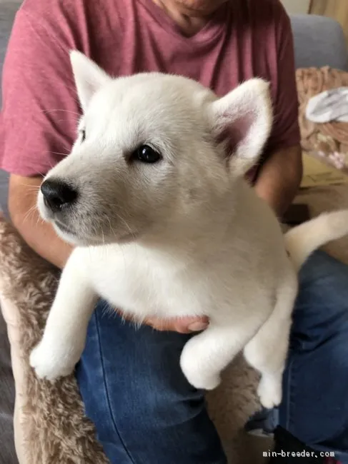 北海道犬【北海道・女の子・2019年7月20日・白】の写真1