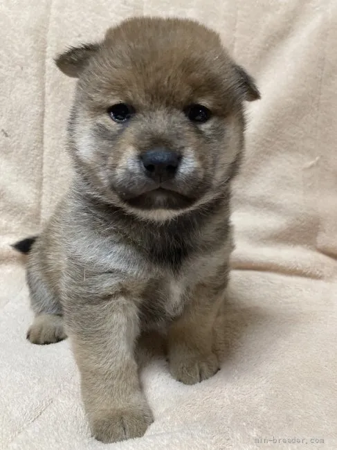 柴犬(標準サイズ)【北海道・女の子・2021年10月29日・赤毛】の写真1