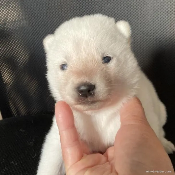 北海道犬【北海道・女の子・2022年9月9日・白】の写真1