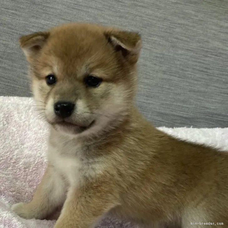 柴犬(標準サイズ)【北海道・男の子・2022年12月3日・赤色】の写真1