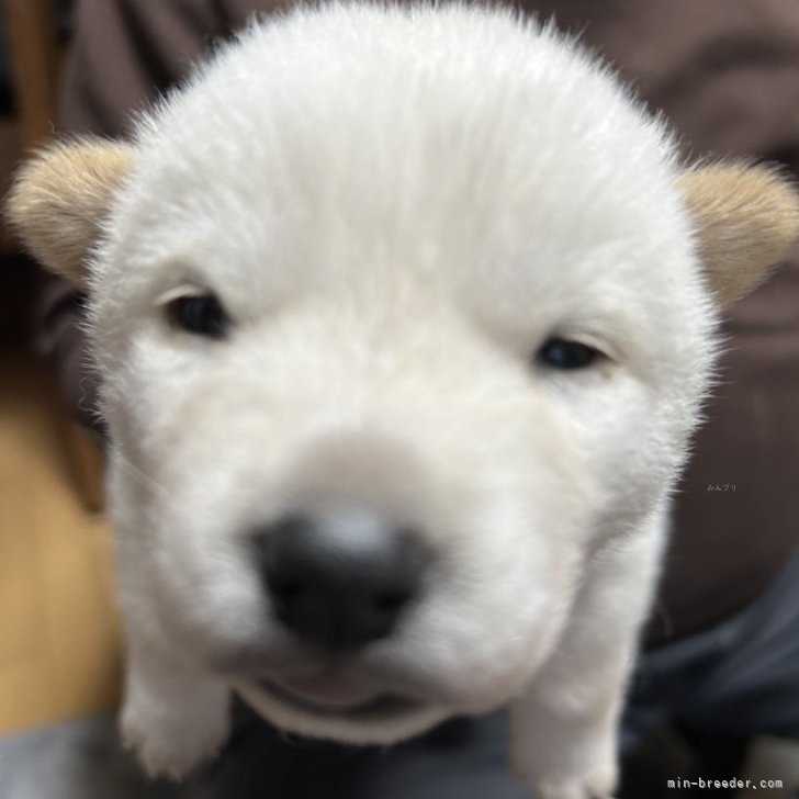 白色の可愛い女の子 | 北海道犬