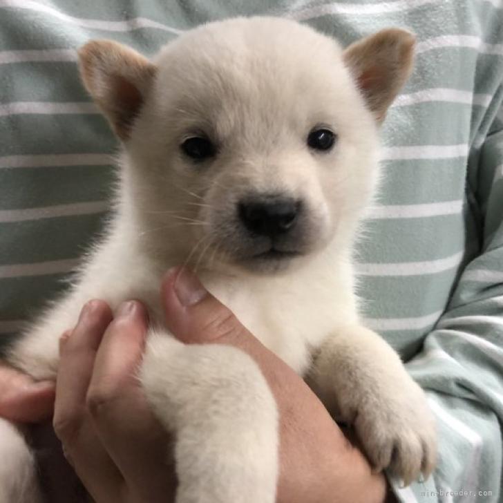 北海道犬 北海道 女の子 22年9月13日 白 コロコロの可愛い女の子 みんなのブリーダー 子犬id 2210