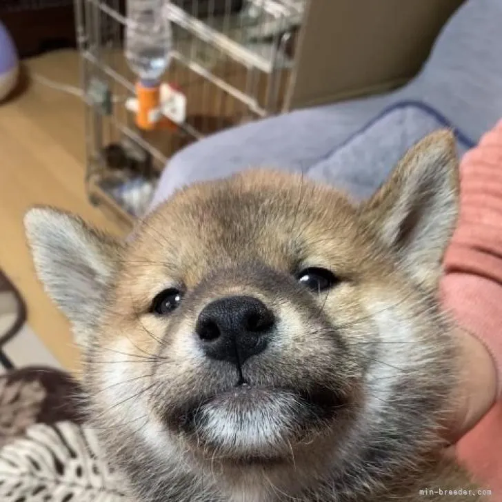 柴犬(標準サイズ)【北海道・男の子・2022年10月18日・赤色】の写真1