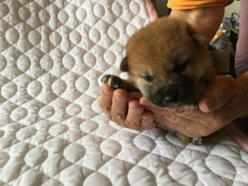 柴犬(標準サイズ)【北海道・女の子・2017年8月14日・赤毛】の写真「父親母親とも小さいサイズ」