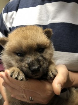 北海道犬【北海道・女の子・2020年5月22日・赤色】の写真「赤色の北海道犬です！」