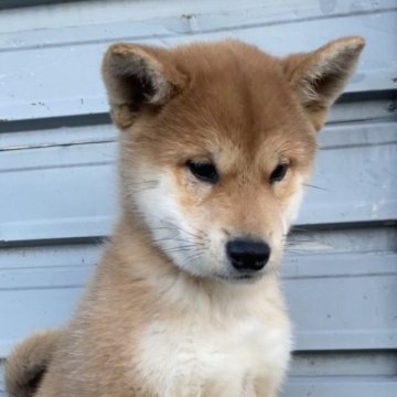 柴犬(標準サイズ)【北海道・女の子・2023年9月12日・赤毛】の写真「1番可愛い女の子」