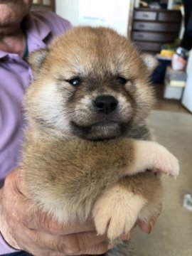 柴犬(標準サイズ)【北海道・男の子・2020年3月18日・赤毛】の写真「母親jkcチャンピオン　父親良血統」