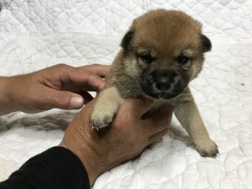 柴犬(標準サイズ)【北海道・男の子・2017年9月25日・赤毛】の写真「父親母親とも小さいサイズ☆」