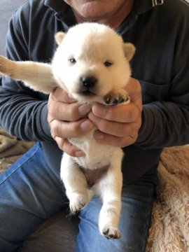 北海道犬【北海道・女の子・2020年5月4日・白】の写真「真っ白な北海道犬です。」