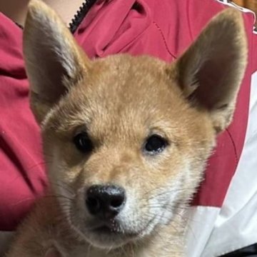 柴犬(標準サイズ)【北海道・男の子・2023年8月12日・赤毛】の写真「元気か有り余る男の子」