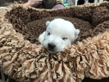 北海道犬【北海道・男の子・2017年11月18日・白】の写真「真っ白な北海道犬です☆」