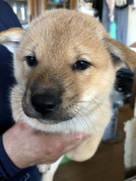 北海道犬【北海道・男の子・2020年3月27日・赤】の写真「可愛い赤色の北海道犬です🐕」