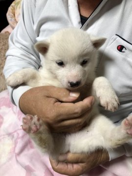 北海道犬【北海道・男の子・2020年9月27日・白】の写真「真っ白なの北海道犬です！」